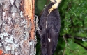Photography of Bob Timmerman